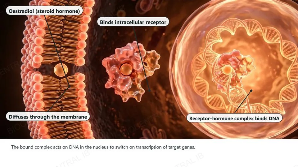 A cutaway of a cell membrane on the left with a small hormone molecule passing through it, labeled Oestradiol (steroid hormone) and Diffuses through the membrane; the same molecule bound to a receptor in the middle, labeled Binds intracellular receptor; and the receptor-hormone complex touching DNA inside a nucleus on the right, labeled Receptor-hormone complex binds DNA.