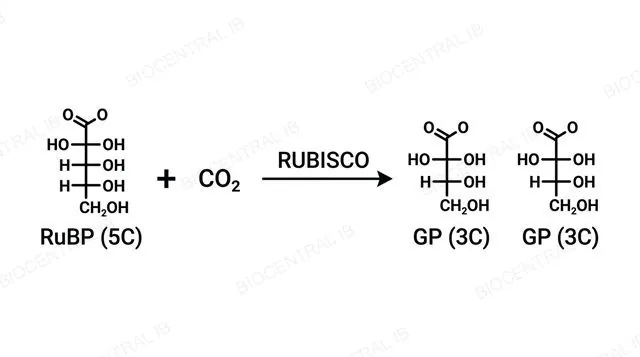 Diagram of Rubisco catalysing RuBP plus carbon dioxide to form two molecules of glycerate 3-phosphate, labeled with carbon counts