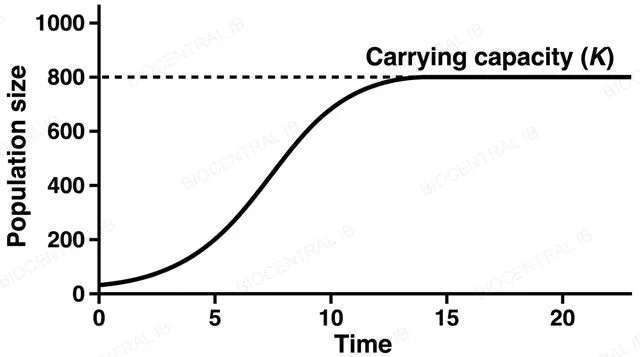 A flat circular feedback loop diagram with four boxes connected by same-direction arrows: population rises above carrying capacity, competition predation and disease increase, birth rate falls and death rate rises, population pushed back toward carrying capacity, looping back to the first box