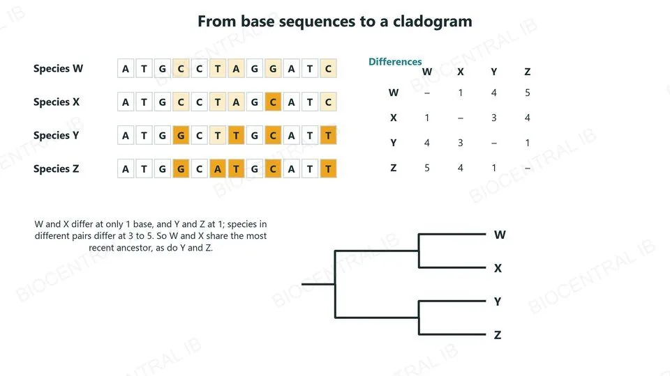 The same 12-base sequence in species W, X, Y and Z with differing bases highlighted; a table of differences: W and X differ at 1 base, Y and Z at 1, and species in different pairs at 3 to 5; and the resulting cladogram joining W with X and Y with Z