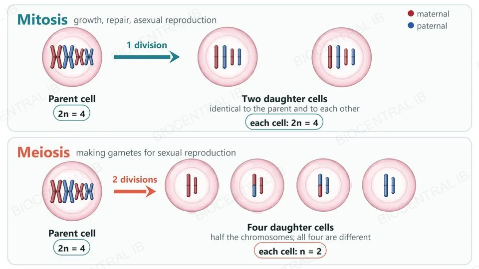 Two rows of cells. Top row, mitosis: a parent cell with four chromosomes (two homologous pairs, maternal red and paternal blue) divides once into two daughter cells that each have the same four chromosomes as the parent and each other. Bottom row, meiosis: a parent cell with the same four chromosomes divides twice into four daughter cells that each have only two chromosomes, one of each pair, and all four cells differ from each other because some chromosomes carry swapped red and blue segments.