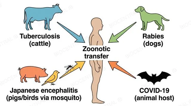 A flat diagram with four separate animal-to-human transfer arrows, each labeled with one required example, Tuberculosis from cattle, Rabies from dogs, Japanese encephalitis from pigs and birds via mosquito, and COVID-19 from an animal host, each arrow pointing from its animal icon to a single human silhouette, labeled Zoonotic transfer