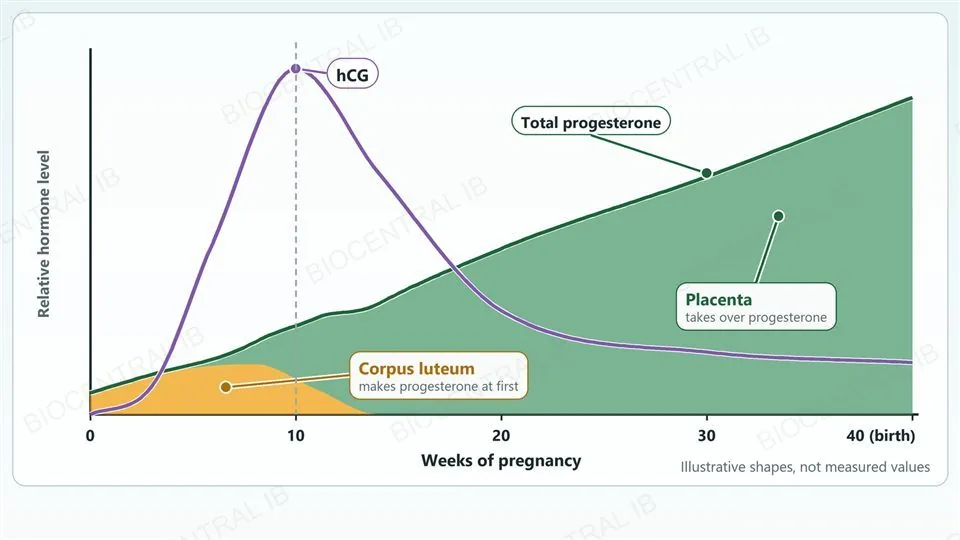 An illustrative graph over 40 weeks of pregnancy: hCG rises early and peaks at about ten weeks then falls; progesterone from the corpus luteum is high early and then declines while progesterone from the placenta takes over and rises steadily until birth.
