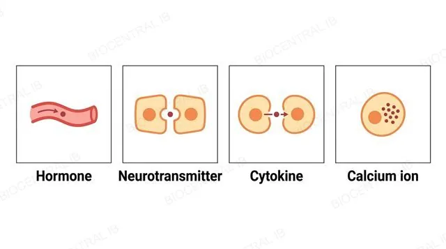 Four panels showing the four functional categories of signalling chemical: hormone in the bloodstream, neurotransmitter at a synaptic gap, cytokine between adjacent immune cells, and calcium ion staying inside one cell