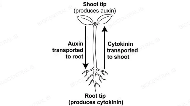 A vertical seedling diagram with two opposite-direction arrows, auxin transported from shoot tip down to root and cytokinin transported from root tip up to shoot, labeled shoot tip produces auxin, root tip produces cytokinin, auxin transported to root and cytokinin transported to shoot