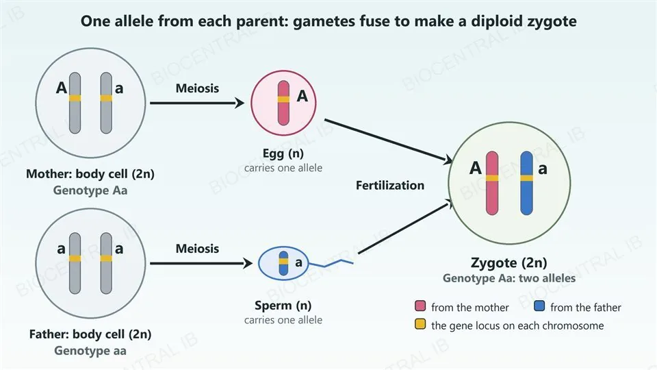 A diagram of one gene. The mother has genotype Aa and her body cell has two homologous chromosomes carrying A and a; meiosis gives an egg with one chromosome carrying A. The father has genotype aa and meiosis gives a sperm carrying a. Fertilization joins them into a zygote with two chromosomes, a pink one carrying A from the mother and a blue one carrying a from the father, so its genotype is Aa.