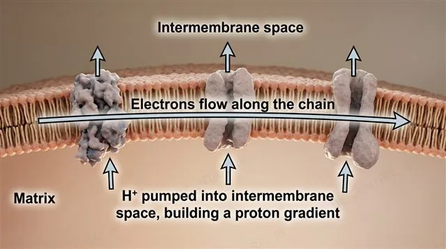 Labeled inner membrane cross-section showing electrons flowing along the electron transport chain while H+ is pumped into the intermembrane space