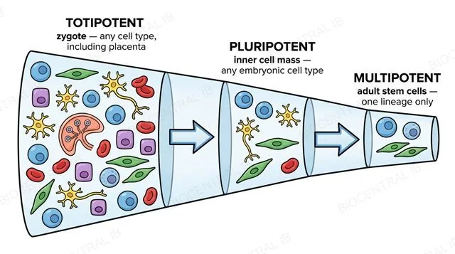 A hierarchy from totipotent zygote to pluripotent inner cell mass to multipotent adult stem cells, with potency narrowing at each stage, labeled