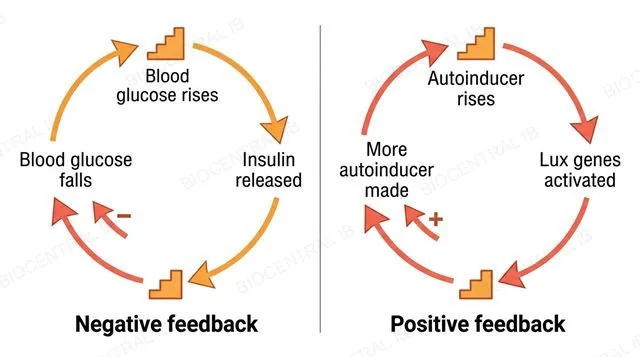 Two circular loop diagrams: negative feedback for blood glucose and insulin with an inward minus arrow, and positive feedback for quorum sensing autoinducer with an inward plus arrow, labeled negative feedback and positive feedback
