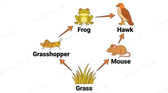 A flat food web diagram with five organism icons, grass, grasshopper, mouse, frog and hawk, with grass at the bottom and arrows pointing from each organism to whatever eats it, showing multiple overlapping feeding paths rather than one straight line