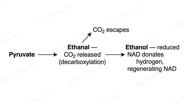 Flowchart of yeast alcoholic fermentation showing pyruvate converted to ethanal with CO2 released, then to ethanol with NAD regenerated