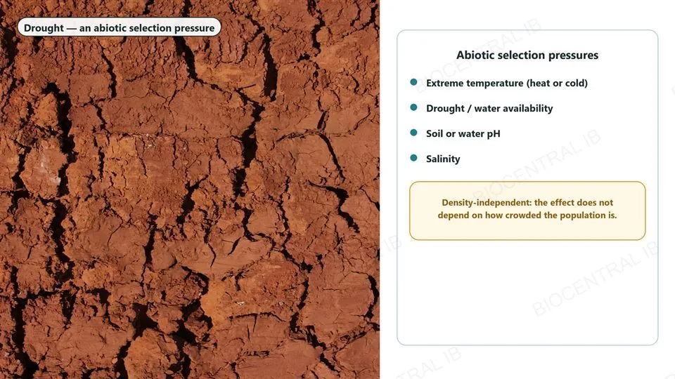Left, a real photograph of cracked, dried mud from drought, labelled drought, an abiotic selection pressure. Right, a bulleted list of abiotic selection pressures: extreme temperature, drought or water availability, soil or water pH, salinity, with a highlighted note that these are density-independent, their effect does not depend on how crowded the population is.