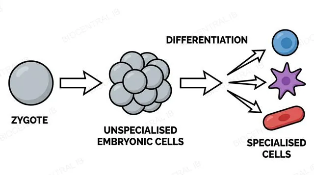 A zygote dividing into identical embryonic cells, then a gradient across the embryo steering different cells toward different specialised fates, labeled