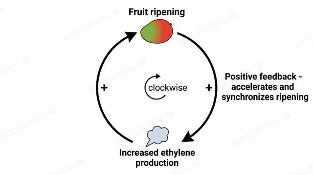 A two-stage clockwise positive feedback loop diagram, fruit ripening leading to increased ethylene production leading back to fruit ripening, visually distinguished from a negative feedback loop, with an explicit clockwise direction marker, labeled fruit ripening, increased ethylene production and positive feedback accelerates and synchronizes ripening