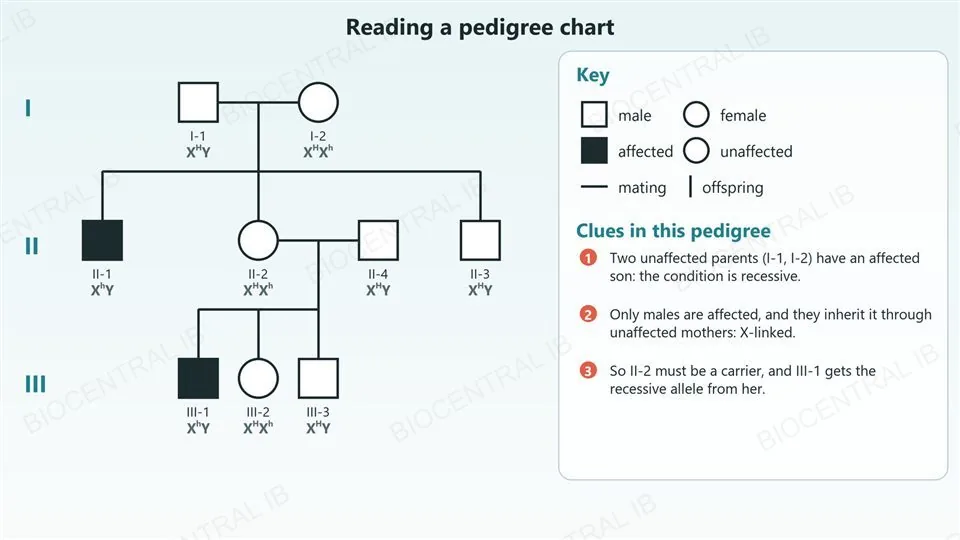 A three-generation pedigree chart with generations I, II and III numbered. Two unaffected parents I-1 (square) and I-2 (circle) have three children including an affected son II-1 shown as a filled square. Daughter II-2 and unaffected II-4 have three children including an affected son III-1. A key shows the symbols for male, female, affected, unaffected, mating and offspring, and three clues explain how to deduce that the condition is recessive and X-linked.