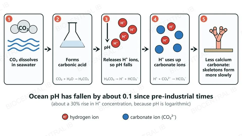 A chain of five steps: CO2 dissolves in seawater, forms carbonic acid, releases hydrogen ions so pH falls, hydrogen ions use up carbonate ions, and less calcium carbonate is available so coral skeletons form more slowly, with the equation for each chemical step