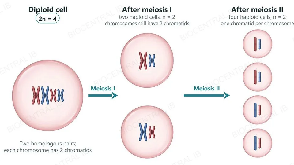 Three columns showing meiosis in a cell with four chromosomes, two homologous pairs (red maternal, blue paternal). One diploid cell (2n = 4) whose chromosomes each have two chromatids; two haploid cells after meiosis I (n = 2), each with two chromosomes that still have two chromatids; and four haploid cells after meiosis II (n = 2), each with two single-chromatid chromosomes. Arrows are labeled meiosis I and meiosis II.