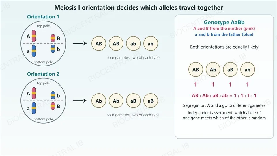 Two dividing cells in meiosis I with two chromosome pairs at the equator. In orientation 1 the maternal chromosomes A and B (pink) face the top pole and the paternal a and b (blue) the bottom pole, giving gametes AB and ab. In orientation 2 A and b face the top and a and B the bottom, giving gametes Ab and aB. Because both orientations are equally likely, AaBb makes AB, Ab, aB and ab gametes in a 1 : 1 : 1 : 1 ratio.