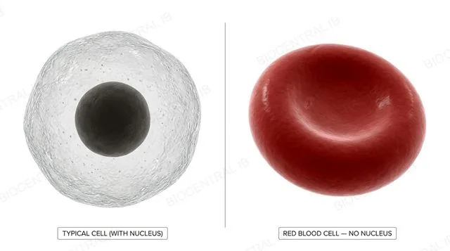 Cross-section of a mature red blood cell, biconcave disc shape, showing no nucleus and packed with haemoglobin, next to a typical nucleated cell for comparison