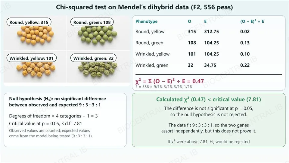 Left, a photograph of four heaps of dried peas labelled with Mendel’s observed F2 counts: round yellow 315, round green 108, wrinkled yellow 101 and wrinkled green 32, out of 556. Right, a table of observed and expected counts (312.75, 104.25, 104.25 and 34.75) with (O minus E) squared over E of 0.02, 0.13, 0.10 and 0.22, summing to a chi-squared of 0.47. With 3 degrees of freedom the critical value at p = 0.05 is 7.81, so 0.47 is below it and the null hypothesis is not rejected.