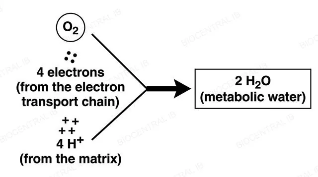 Diagram showing oxygen combining with electrons and hydrogen ions to form metabolic water at the end of the electron transport chain
