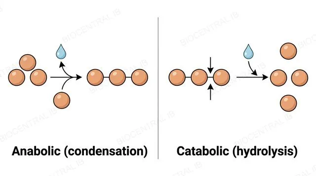 Comparison diagram: small monomer molecules joining together into a larger polymer chain with a water molecule released, labeled anabolic condensation, next to a larger polymer chain breaking apart into monomers with a water molecule added, labeled catabolic hydrolysis