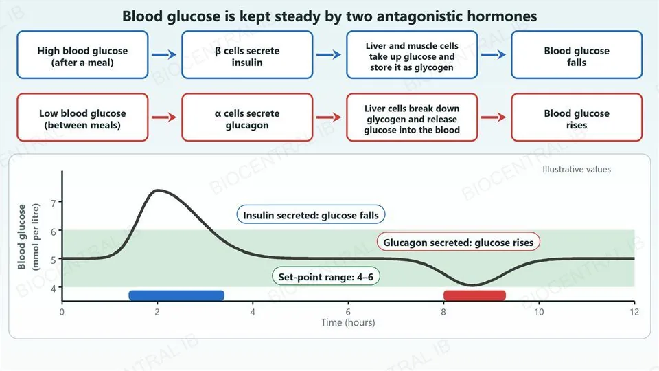 Top, two rows of four boxes joined by arrows. Blue row: high blood glucose after a meal, β cells secrete insulin, liver and muscle cells take up glucose and store it as glycogen, blood glucose falls. Red row: low blood glucose between meals, α cells secrete glucagon, liver cells break down glycogen and release glucose into the blood, blood glucose rises. Bottom, an illustrative graph of blood glucose over twelve hours inside a shaded set-point range of 4 to 6: it rises to about 7.4 after a meal while insulin is secreted, then returns to about 5, and later dips to about 4 while glucagon is secreted.