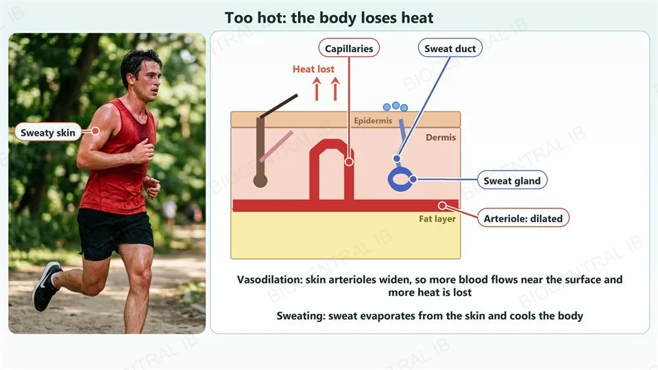 Left, a photograph of a runner on a hot day in a park, with sweat on the skin, and a label with a leader dot pointing at the sweaty skin of the shoulder. Right, a labelled cross-section of skin during heat. A wide, dilated arteriole runs along the base of the dermis and a loop of capillaries rises to just under the surface; a sweat gland with a duct opens onto the surface where drops of sweat sit; a hair lies flat. Labels with leader dots name the capillaries, the sweat duct, the sweat gland and the dilated arteriole, and red arrows show heat lost from the skin. Text says that vasodilation means more blood flows near the surface and more heat is lost, and that sweat evaporating cools the body.
