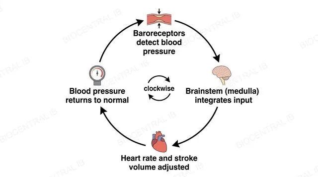 A four-stage clockwise negative feedback loop diagram: baroreceptors detect blood pressure, brainstem medulla integrates input, heart rate and stroke volume adjusted, blood pressure returns to normal, with an explicit clockwise direction marker