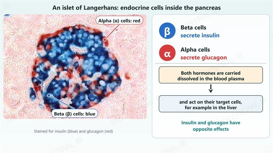 A real micrograph of one human pancreatic islet of Langerhans, stained for insulin in blue and glucagon in red. The blue beta cells fill most of the islet and the red alpha cells lie mainly around its edge; two labels with leader dots point at a blue area and a red area. Right, cards saying that beta cells secrete insulin, alpha cells secrete glucagon, both hormones are carried dissolved in the blood plasma and act on target cells such as the liver, and that insulin and glucagon have opposite effects.