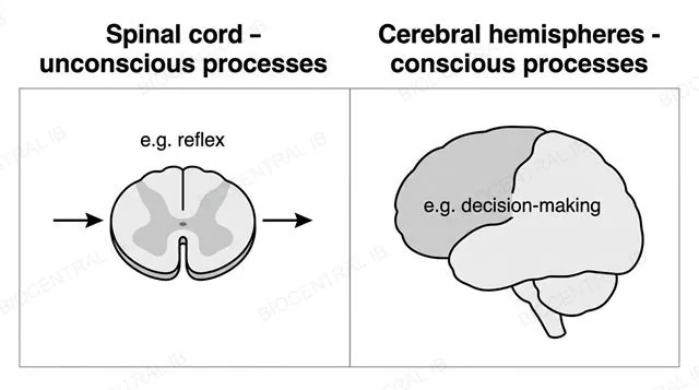 Two panels comparing a spinal cord cross-section handling unconscious processes with a brain outline handling conscious processes, labeled spinal cord unconscious processes and cerebral hemispheres conscious processes