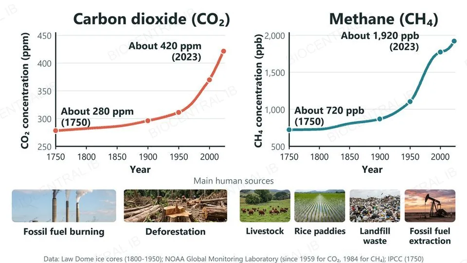 Two line graphs of atmospheric concentration from 1750 to 2023: carbon dioxide rising from about 280 to about 420 parts per million, and methane rising from about 720 to about 1,920 parts per billion, with photographs of the main human sources beneath each graph: fossil fuel burning and deforestation for carbon dioxide; livestock, rice paddies, landfill waste and fossil fuel extraction for methane