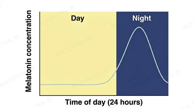 A 24-hour graph showing melatonin concentration low during the day and rising to a peak at night, labeled melatonin concentration, time of day 24 hours, day and night