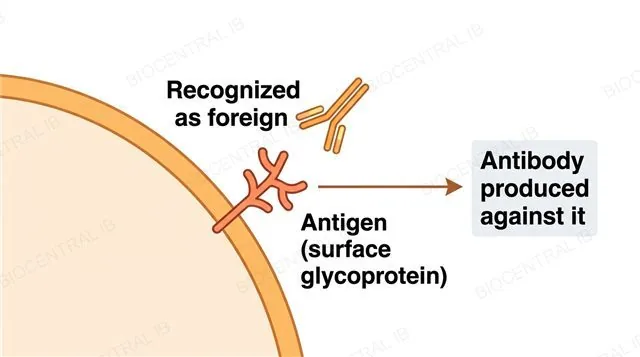 A flat diagram of a pathogen's outer surface with one glycoprotein antigen molecule labeled sticking outward, and a Y-shaped antibody approaching it from outside, labeled Antigen surface glycoprotein, Recognized as foreign and Antibody produced against it, a single arrow from antigen recognition to antibody production