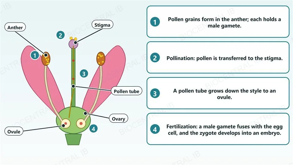 A cutaway flower diagram with four numbered steps: 1 pollen grains form in the anther; 2 pollination puts pollen on the stigma; 3 a pollen tube grows down through the style towards an ovule in the ovary; 4 a male gamete fuses with the egg cell in the ovule at fertilization, producing a zygote that develops into an embryo.