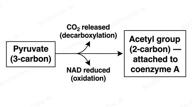 Diagram of the link reaction showing pyruvate converted to an acetyl group attached to coenzyme A, with CO2 released and NAD reduced