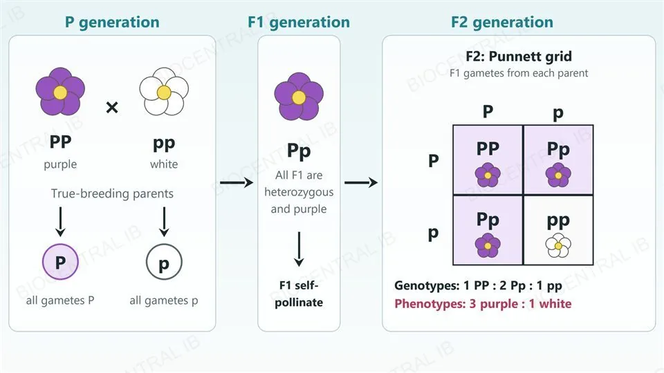 Three columns. P generation: a purple flower PP crossed with a white flower pp, each making one kind of gamete, P or p. F1 generation: one purple flower Pp, all F1 plants are heterozygous and purple, and they self-pollinate. F2 generation: a two by two Punnett grid with gametes P and p on each side giving PP, Pp, Pp and pp, with the ratio of genotypes 1 PP : 2 Pp : 1 pp and of phenotypes 3 purple : 1 white.