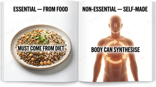Comparison of essential amino acids, which must come from a varied plant-based diet, and non-essential amino acids, which the body can synthesise