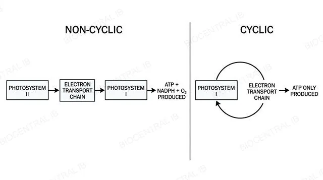 Side by side diagram comparing non-cyclic photophosphorylation through photosystem II and photosystem I against cyclic photophosphorylation looping through photosystem I alone, labeled