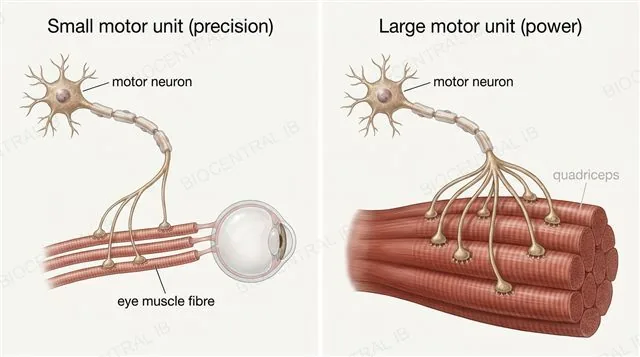 A small motor unit with a few muscle fibres controlling an eye compared with a large motor unit with many muscle fibres controlling the quadriceps, labeled precise versus powerful