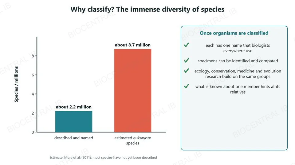 A bar chart: about 2.2 million species have been described and named, but there may be about 8.7 million species of eukaryotes. A panel lists what classification makes possible: one name used everywhere, identification and comparison, research built on the same groups, and predictions about relatives