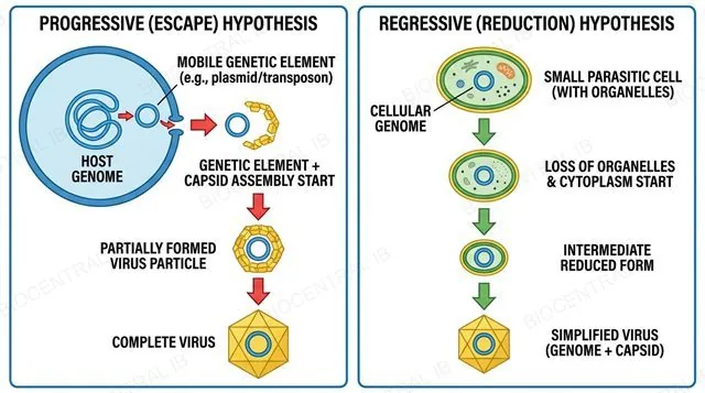 Comparison of the progressive (escape) hypothesis and the regressive (reduction) hypothesis for the origin of viruses