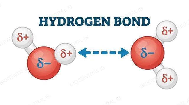 Two water molecules joined by a hydrogen bond, each showing delta-plus and delta-minus charge