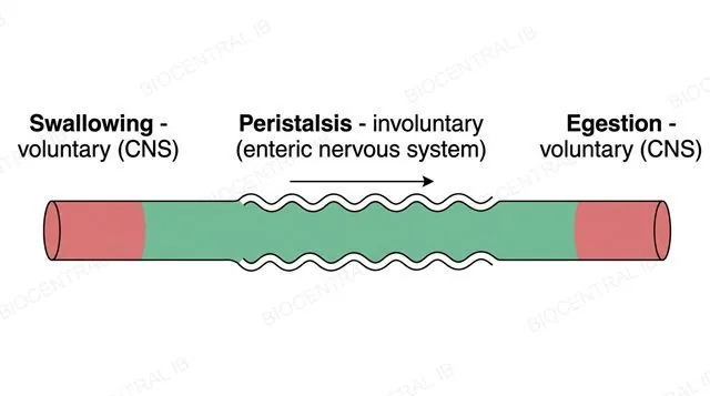A digestive tract diagram with the two ends shaded for voluntary CNS control and the long middle section shaded differently for involuntary enteric nervous system control, one directional arrow, labeled swallowing voluntary CNS, peristalsis involuntary enteric nervous system and egestion voluntary CNS