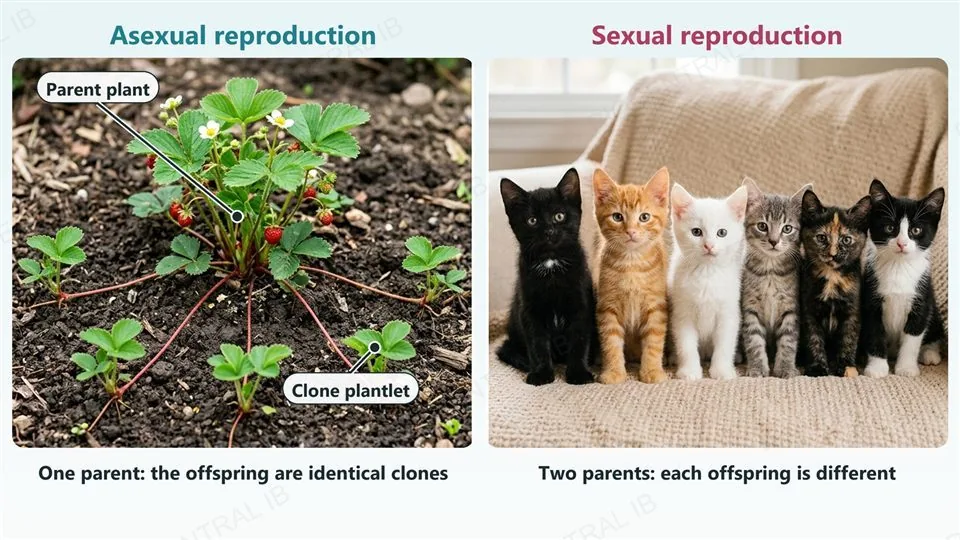 Two photographs. Left, labelled asexual reproduction: a strawberry plant with thin runners each ending in a young plantlet that is a genetically identical clone of the parent. Right, labelled sexual reproduction: a litter of six kittens, each with a different coat colour and pattern, showing variation between offspring.