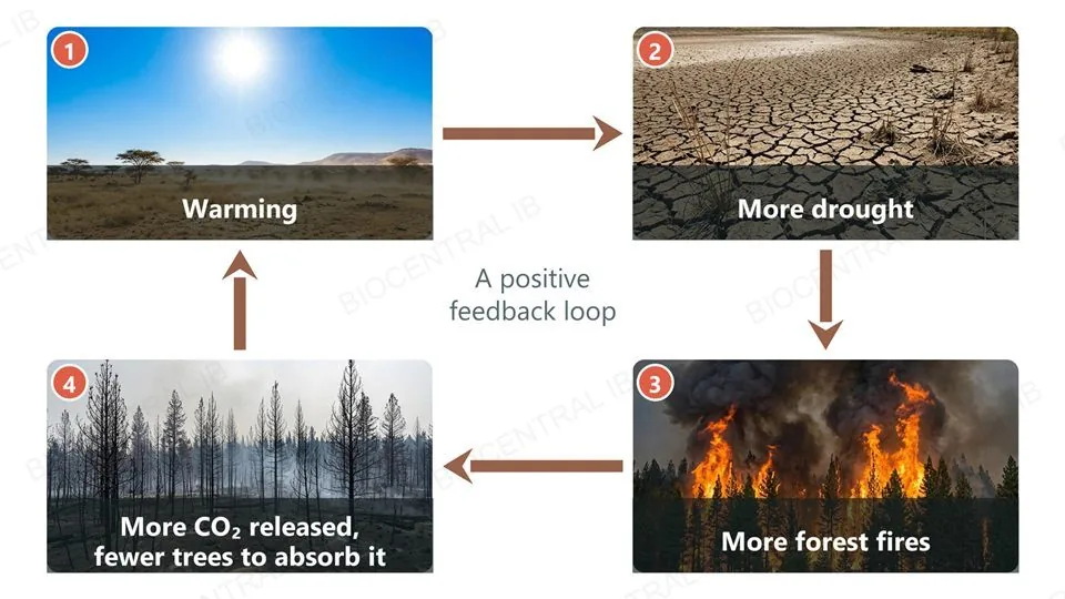 Four photographs joined in a loop by clockwise arrows: a hot dry landscape (warming), cracked dry ground (more drought), a forest fire (more forest fires) and burnt trees with smoke (more CO2 released, fewer trees to absorb it), leading back to warming
