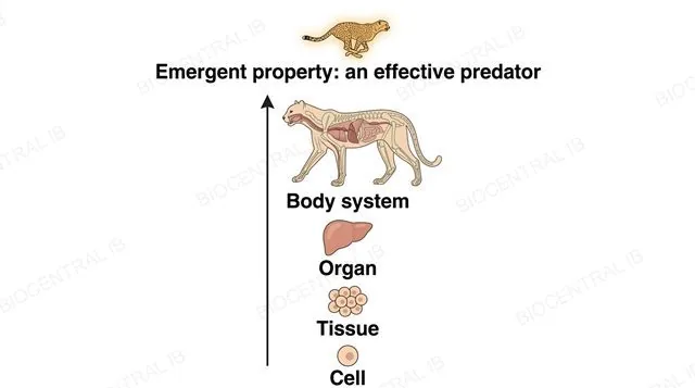 A vertical hierarchy diagram from cell to tissue to organ to body system with a single upward arrow, topped by a running cheetah silhouette, labeled cell, tissue, organ, body system and emergent property an effective predator