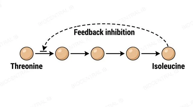 A linear metabolic pathway diagram showing threonine converted through several labeled intermediate steps into isoleucine at the end, with a curved dashed arrow looping back from the isoleucine end product to inhibit the first enzyme in the pathway, labeled feedback inhibition