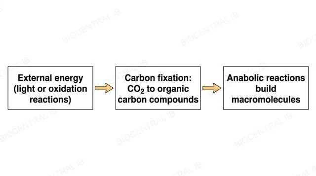 A flat left-to-right diagram of three boxes, external energy light or oxidation reactions, then carbon fixation converting CO2 to organic carbon compounds, then anabolic reactions building macromolecules, connected by two single arrows