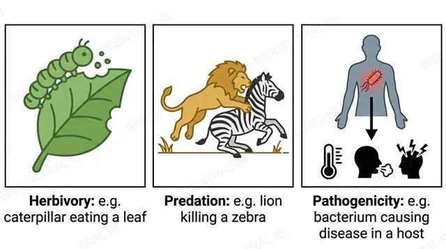 A flat three-panel diagram: a caterpillar eating a leaf labeled herbivory example caterpillar eating a leaf, a lion catching a zebra labeled predation example lion killing a zebra, a pathogen inside a sick human silhouette labeled pathogenicity example bacterium causing disease in a host